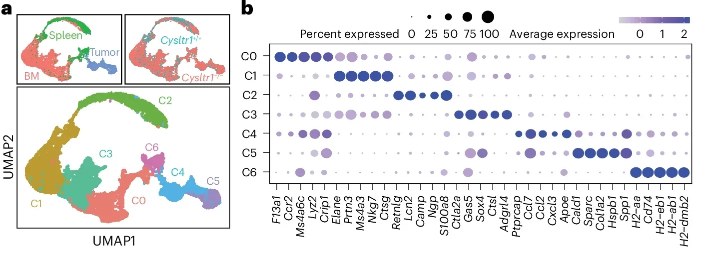 scRNA-seq analysis of tumor-associated neutrophils.