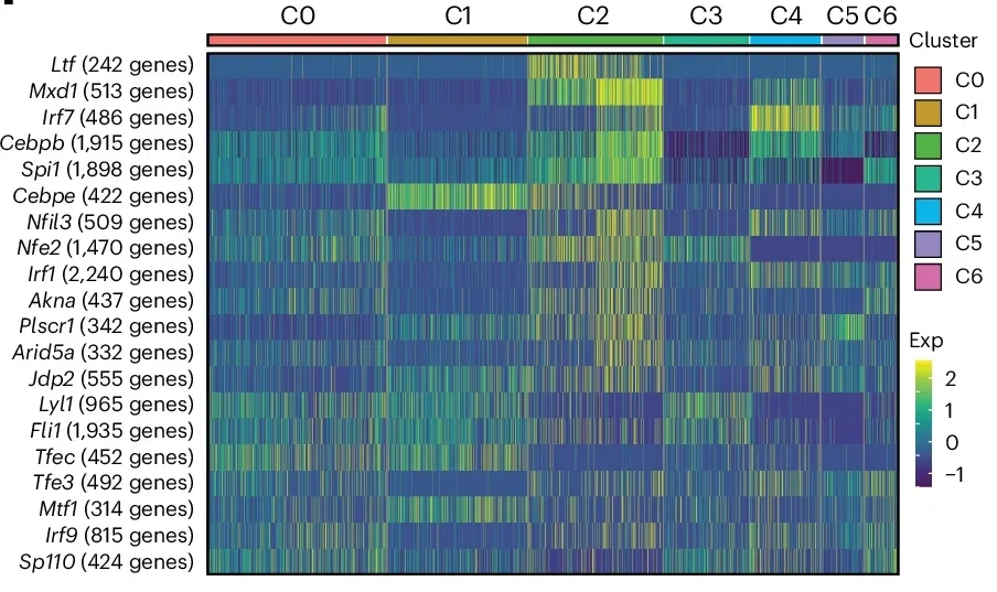 Heat map revealing the row-scaled expression of top related regulons across clusters with the indicated DEG counts for each regulon.