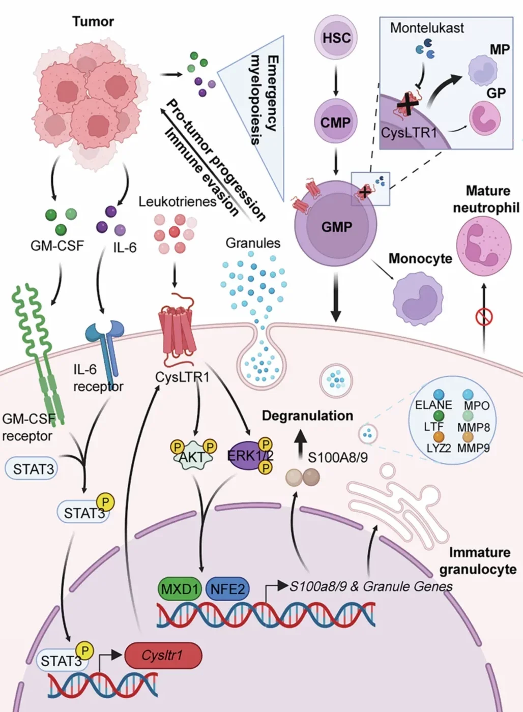 Working model of CysLTR1-driven neutrophil reprogramming that promotes tumor progression and limits antitumor CD8+ T cell immunity.