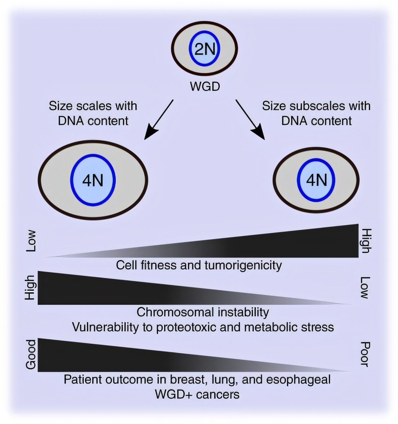 Graphical abstract. Whole genome doubling (WGD) events have played a prominent role in the evolution of species across the tree of life. 