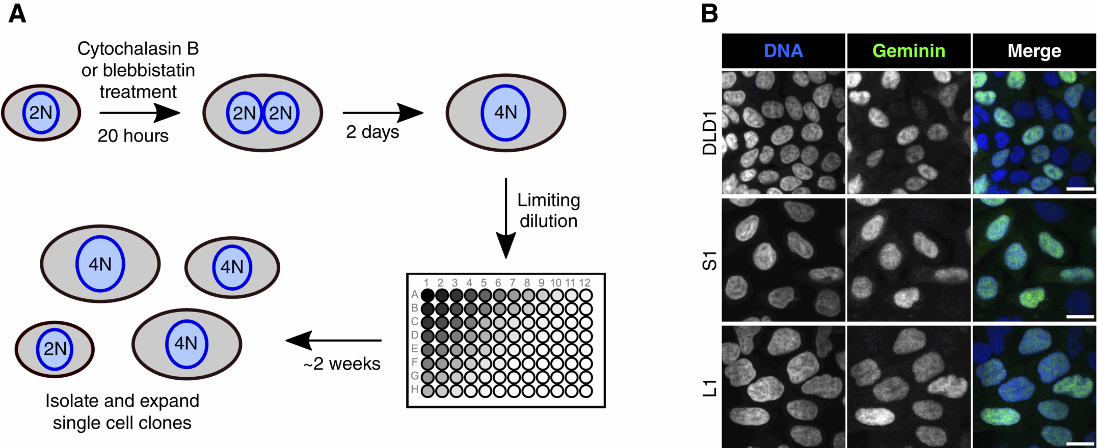 Nuclear volume does not scale with DNA content after WGD in breast and colon cancer cells.