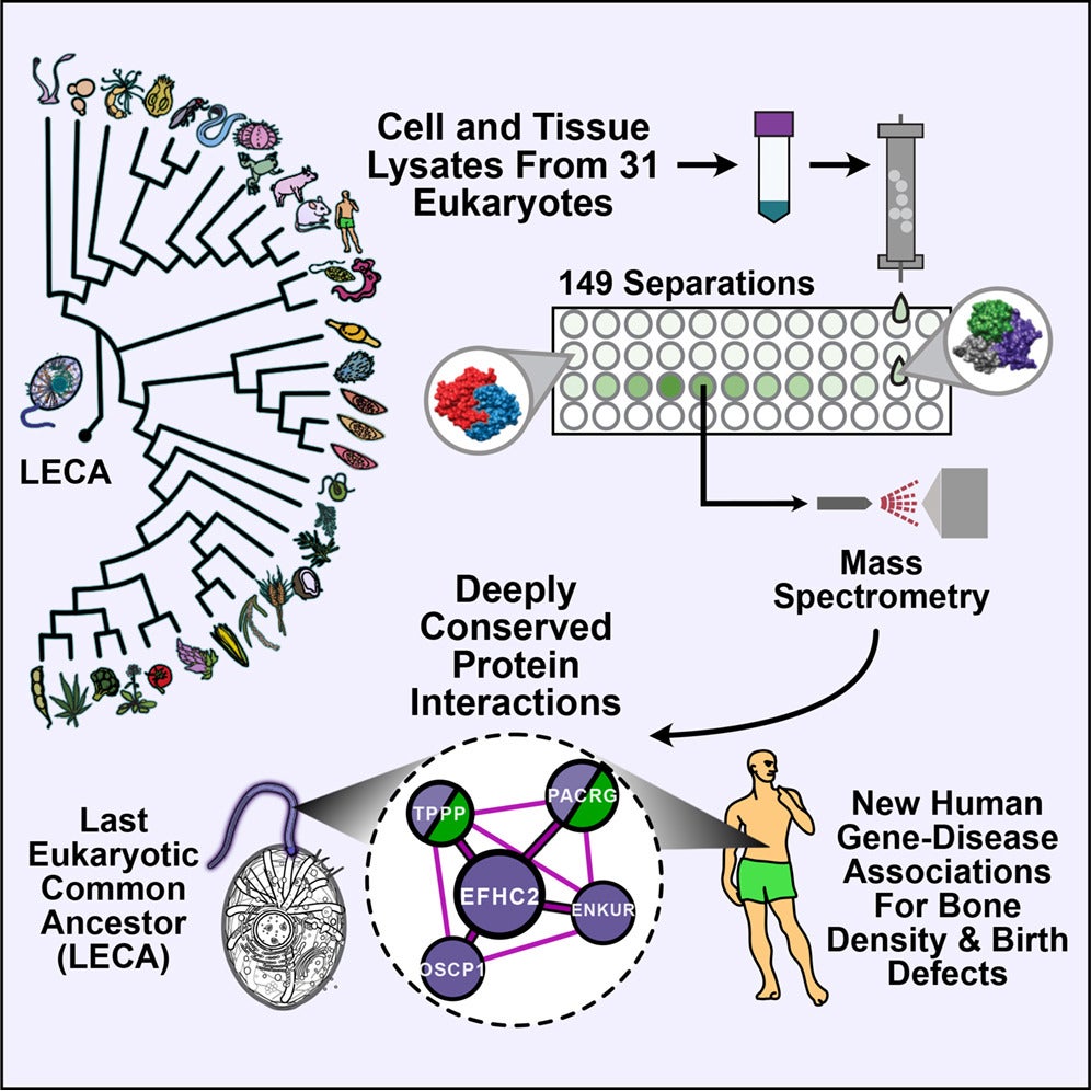Graphical abstract. All eukaryotes share a single-celled ancestor from ∼1.5 to 1.8 billion years ago, the so-called last eukaryotic common ancestor (LECA). 