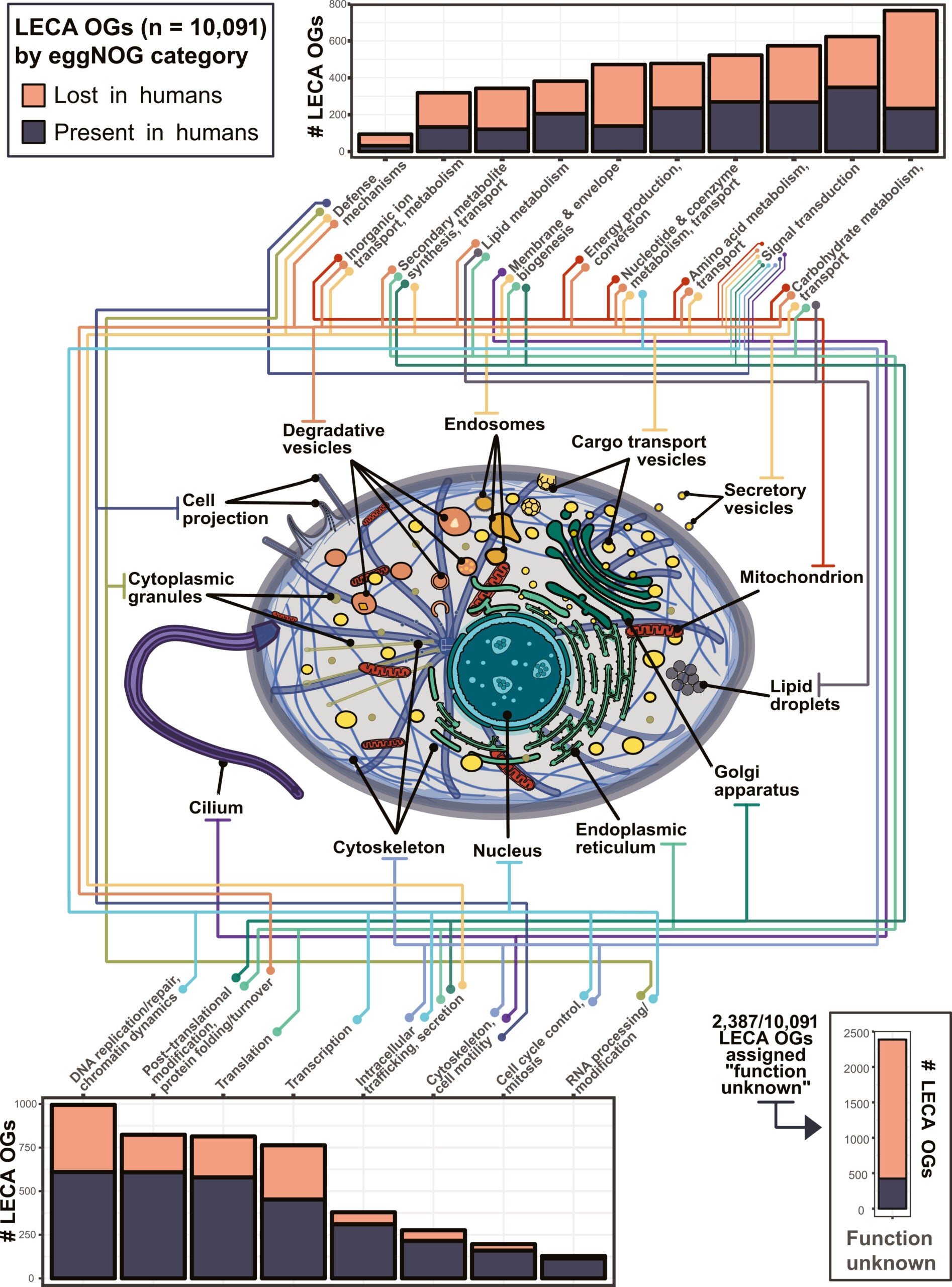 Inferred subcellular organization in LECA, the last eukaryotic common ancestor, based on its estimated gene content