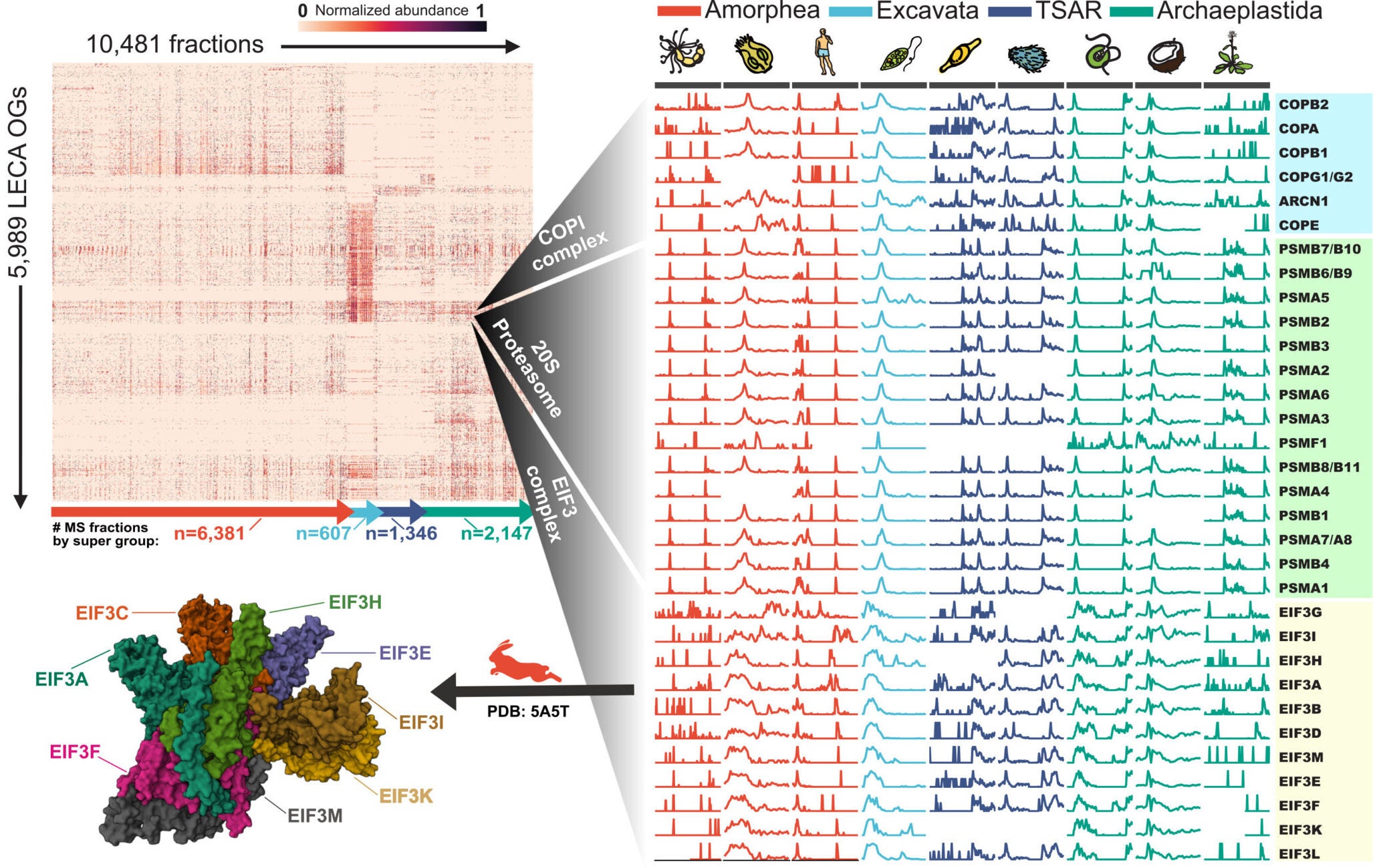 Heatmap of the filtered elution matrix for 5,989 strongly observed LECA OGs across 10,481 CFMS mass spectrometry fractions (left) and an expanded view of elution vectors for the COPI, 20S proteasome, and eukaryotic initiation factor 3 complexes for a subset of species (right).