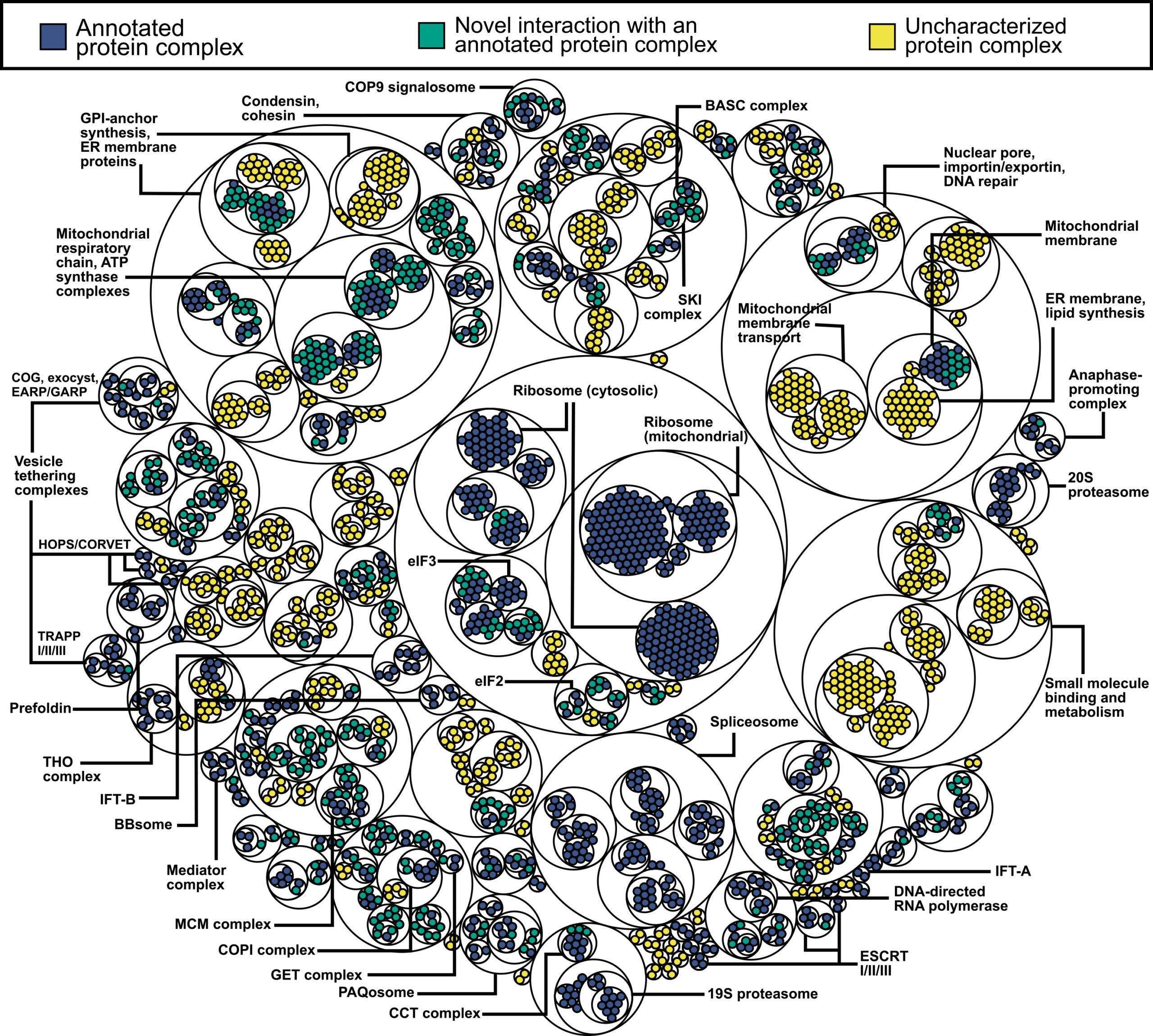 Visualizing hierarchical clustering of protein complexes for a subset of the conserved eukaryotic interactome