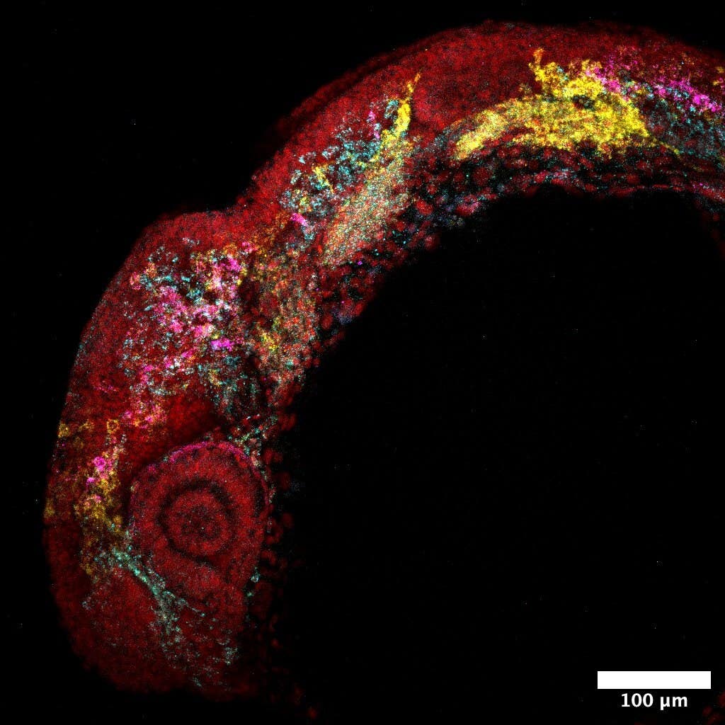 Fluorescent imaging of a zebrafish embryo highlights cell populations during early development.
