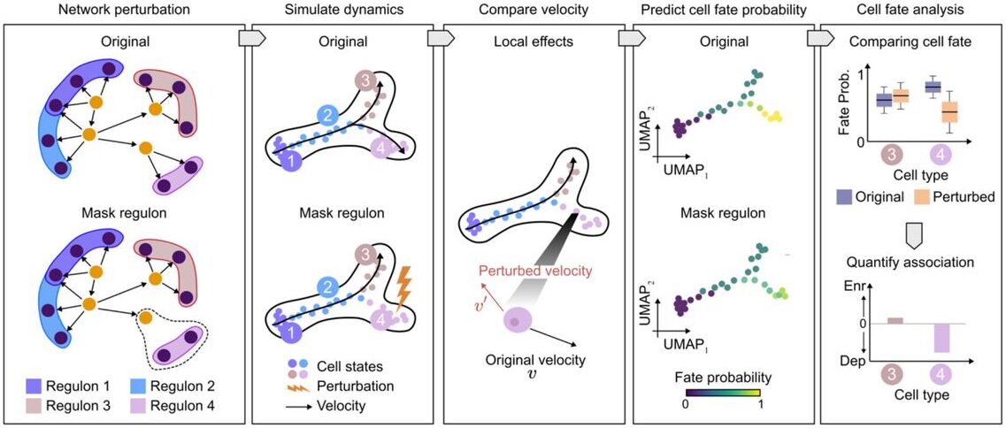 Perturbation simulation quantifies genetic regulation effects on cell fate decisions in pancreatic endocrinogenesis.