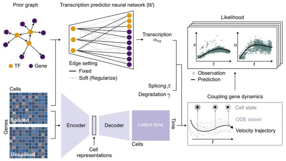 RegVelo encodes the unspliced and spliced abundance of scRNA-seq data into the cell representation through a neural network and feeds the cell representation into a decoder neural network, which outputs a cell-gene-specific latent time.