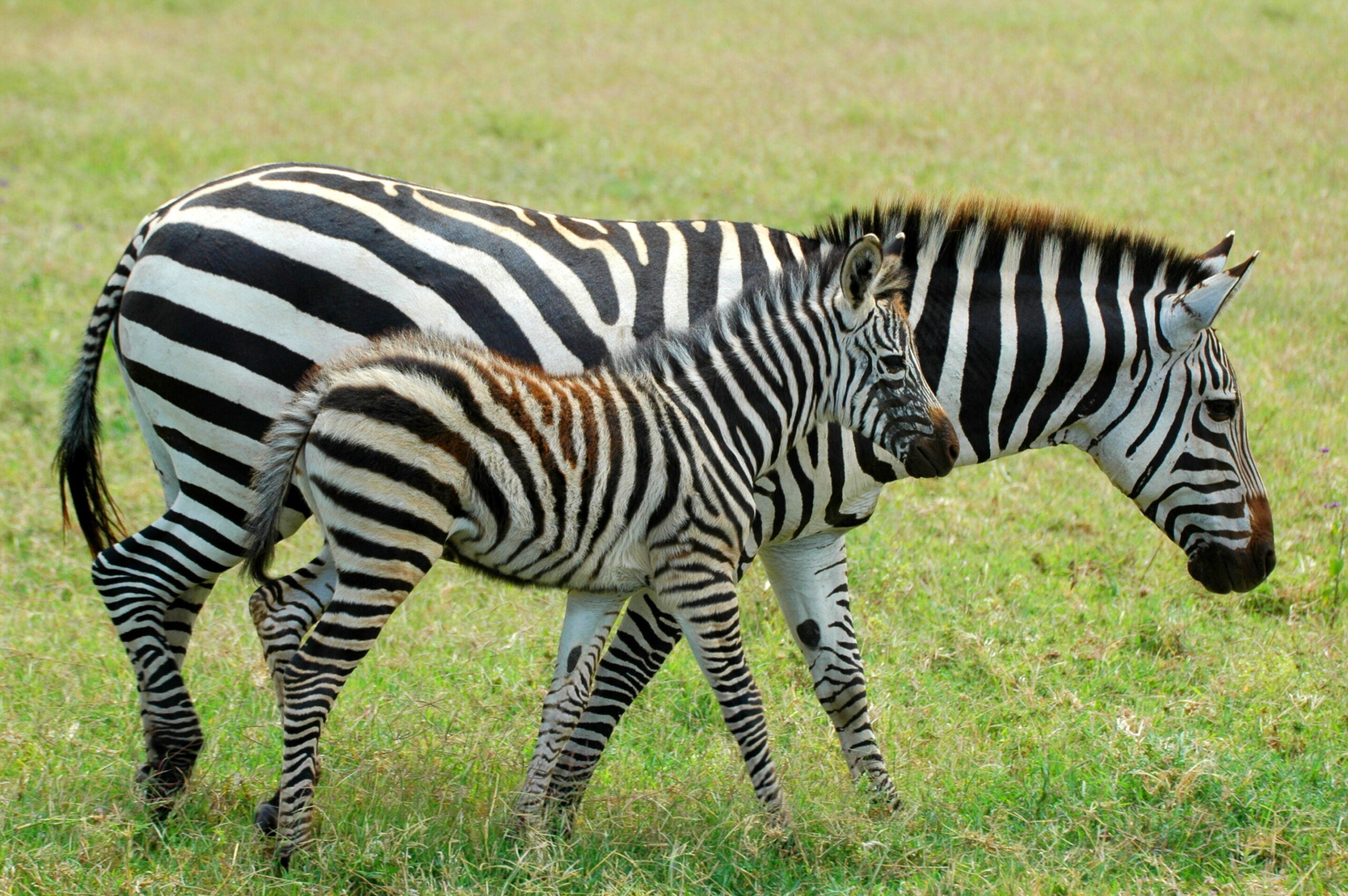 Zebra foals are relatively large at birth and can stand within minutes and follow the herd within an hour.