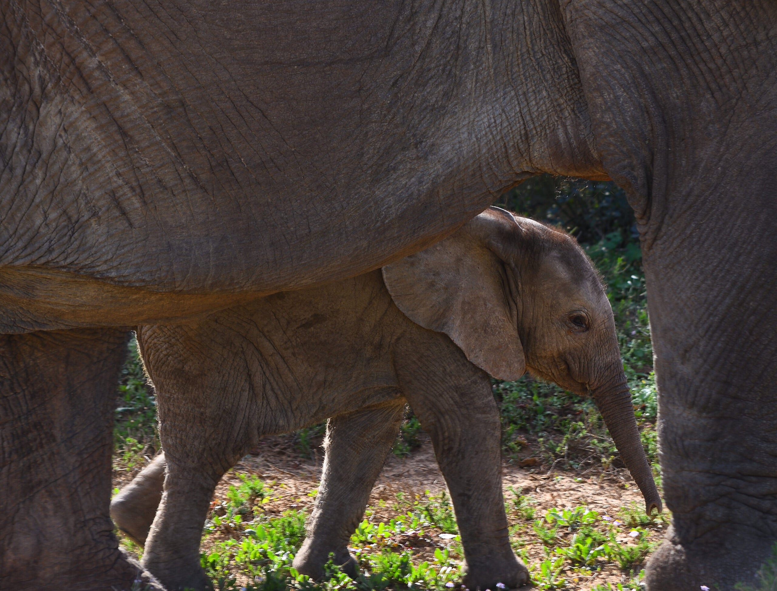 Birth complications, such as calves getting stuck in the birth canal, also occur in elephants. At 22 months, elephants have the longest pregnancy of any mammal.
