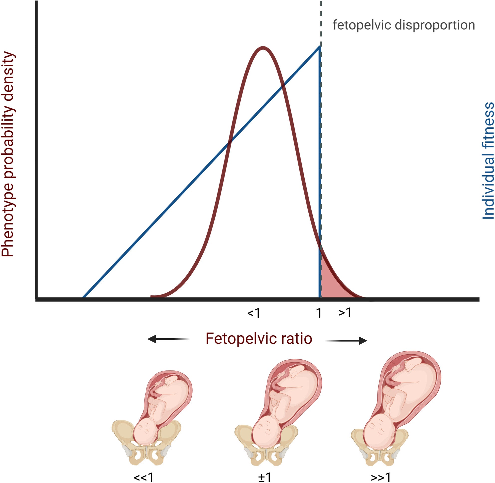 Cliff-edge model of selection. Individual fitness increases with newborn size and with a smaller maternal pelvis until offspring dimensions exceed those of the maternal birth canal. Once fetopelvic disproportion occurs, fitness drops sharply.