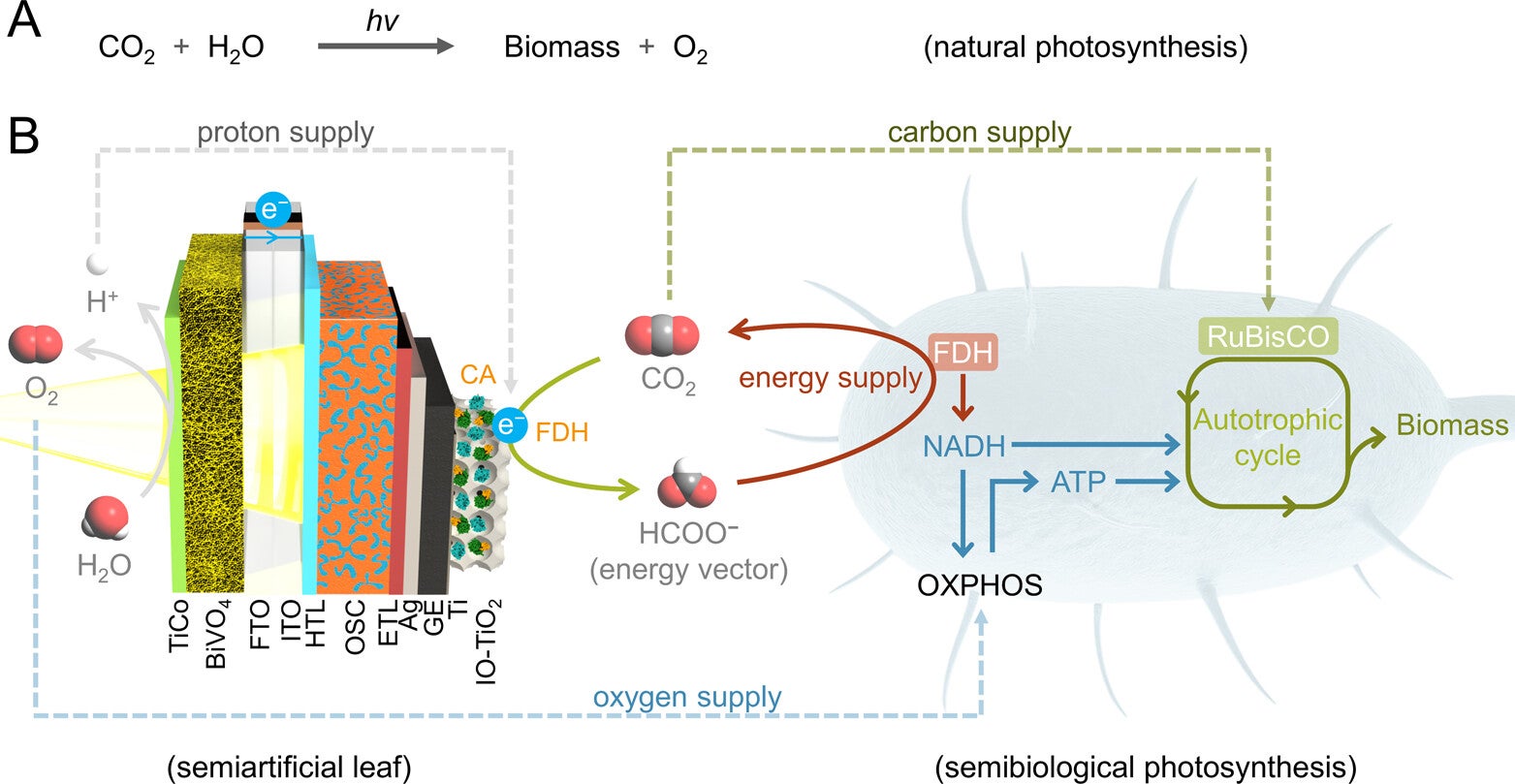 Natural and engineered photosynthesis.