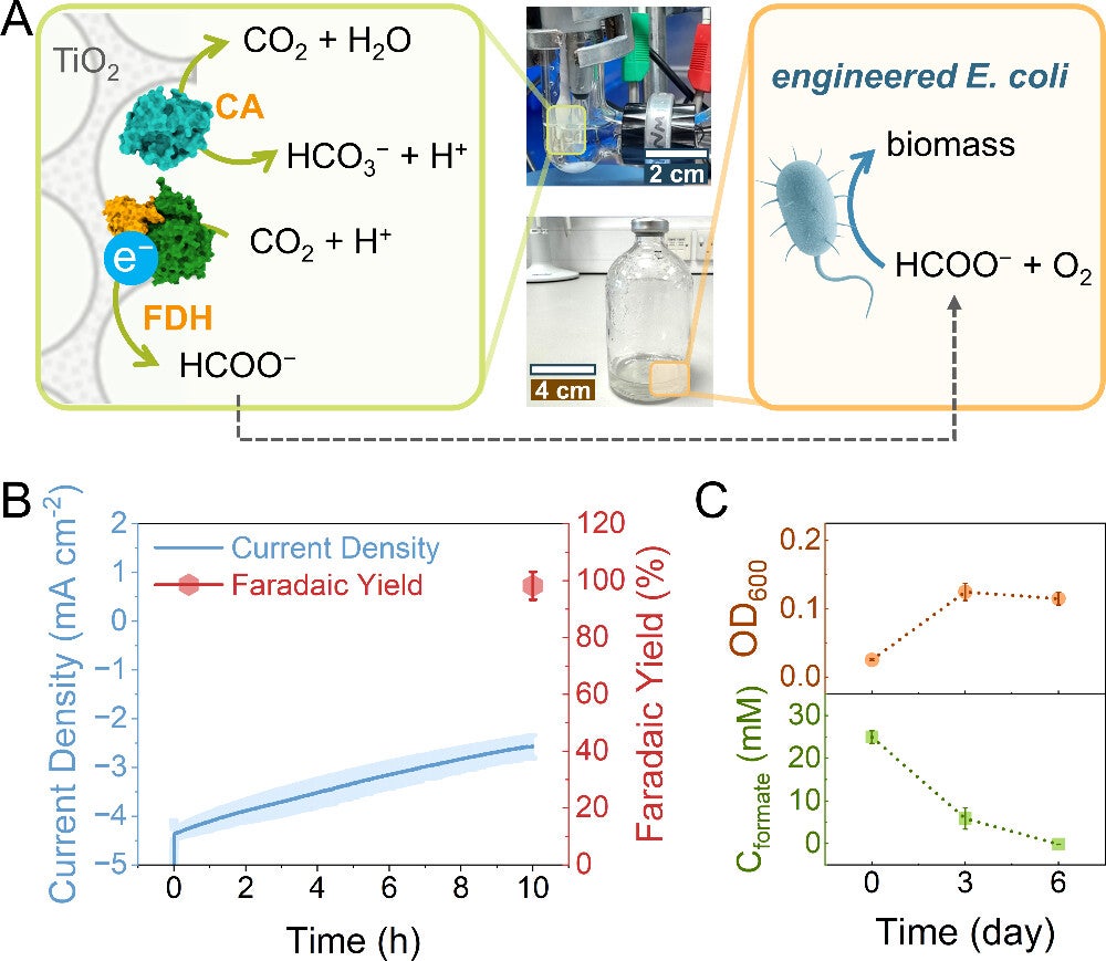 Bioelectrochemical formate synthesis and utilization.