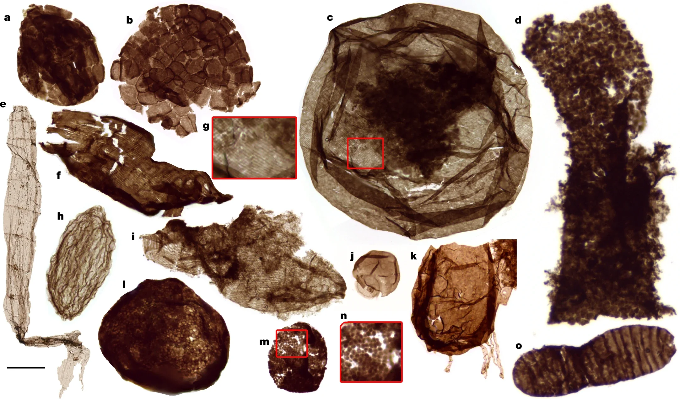 Representative fossils.