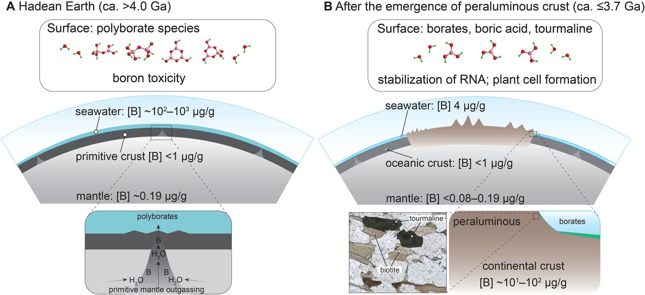 Secular evolution of terrestrial boron reservoirs. Comparison of boron concentrations and speciation for early Earth (A) and after the emergence of peraluminous continental crust (B).