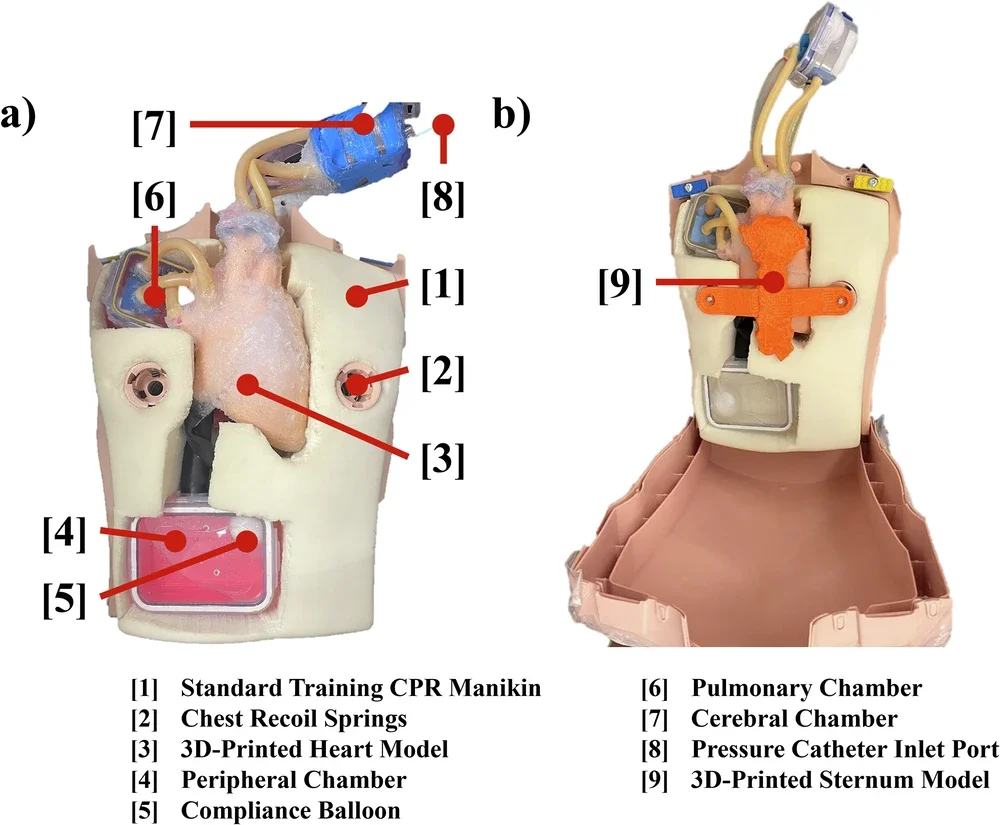 Configuration of the CPR simulator.