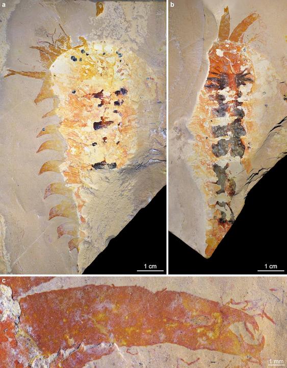 Holotype specimen (part and counterpart) of the Cambrian chelicerate Megachelicerax cousteaui, showing its spectacular pincer-like chelicera. 