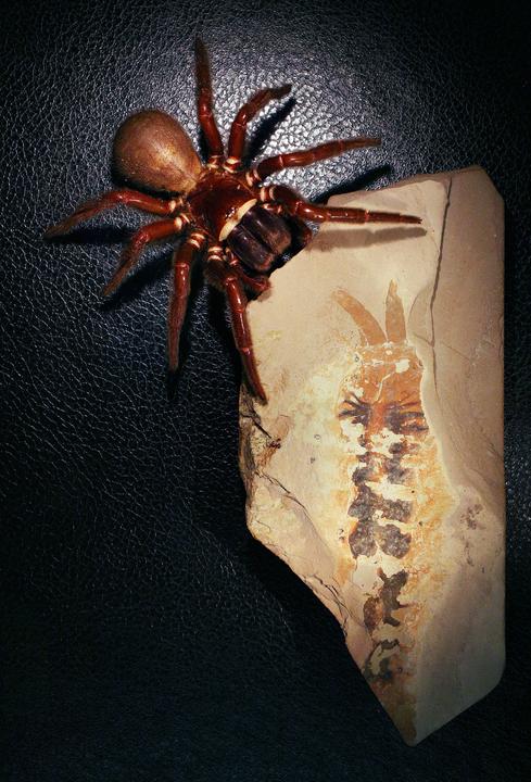 Modern Day Spider next to Megachelicerax cousteaui. 