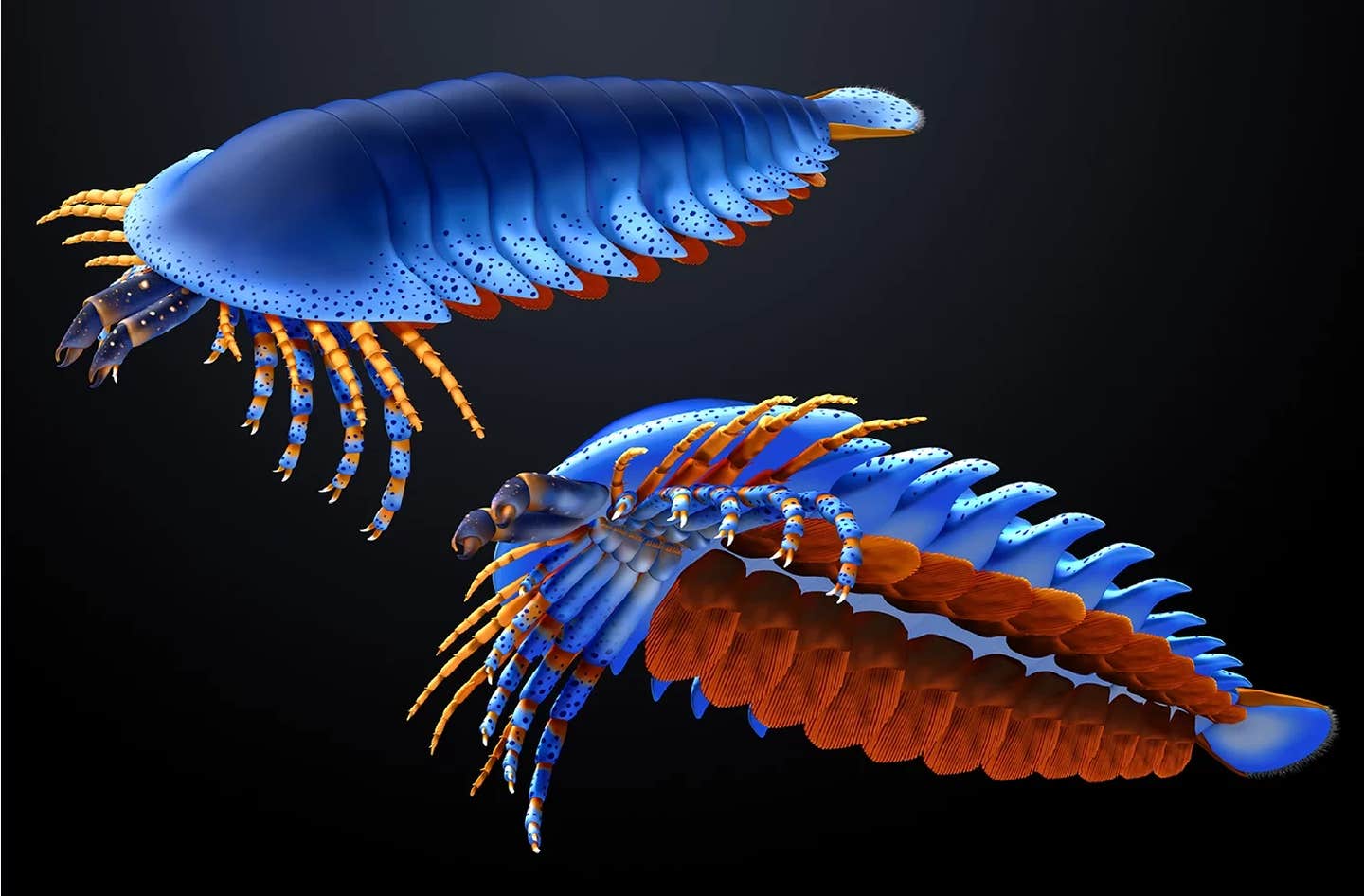 Artistic reconstructions by M. Hattori illustrating oblique views of the dorsal (top) and ventral (bottom) morphologies. The sanctacaridid-like morphology of the posteriormost body region is speculative.