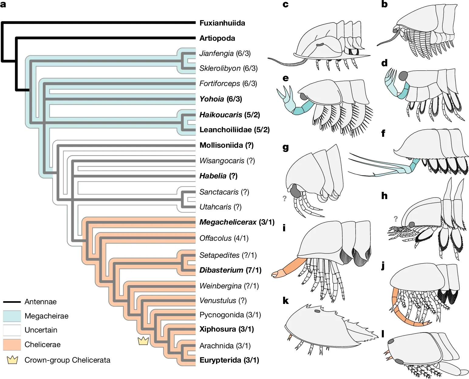 Evolution of deutocerebral raptorial appendages in total-group Chelicerata.