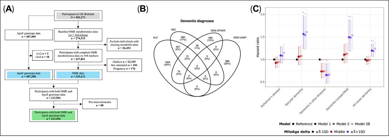 Sample overview and incident dementia. (A) Study sample flowchart. (B) Venn diagram of incident dementia cases. (C) Hazard ratios (HR) and 95% confidence intervals from Cox proportional hazards models for incident dementia by MileAge delta.
