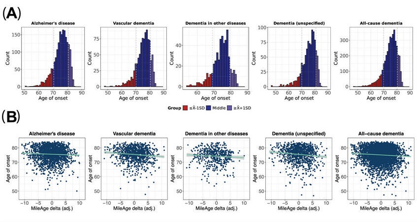 Dementia age of onset. (A) Histograms showing the distribution of dementia age of onset. (B) Scatter plots showing the association between MileAge delta and dementia age of onset.