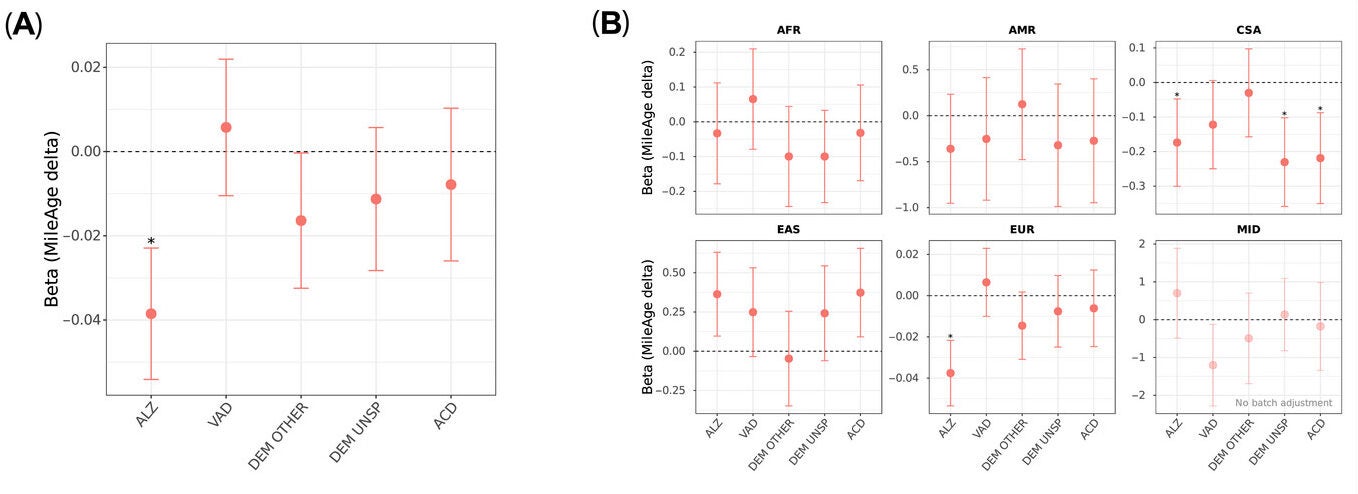 Dementia polygenic scores and APOE genotype. (A) Associations between dementia polygenic scores and MileAge delta. (B) Associations between dementia polygenic scores and MileAge delta by ancestry population.