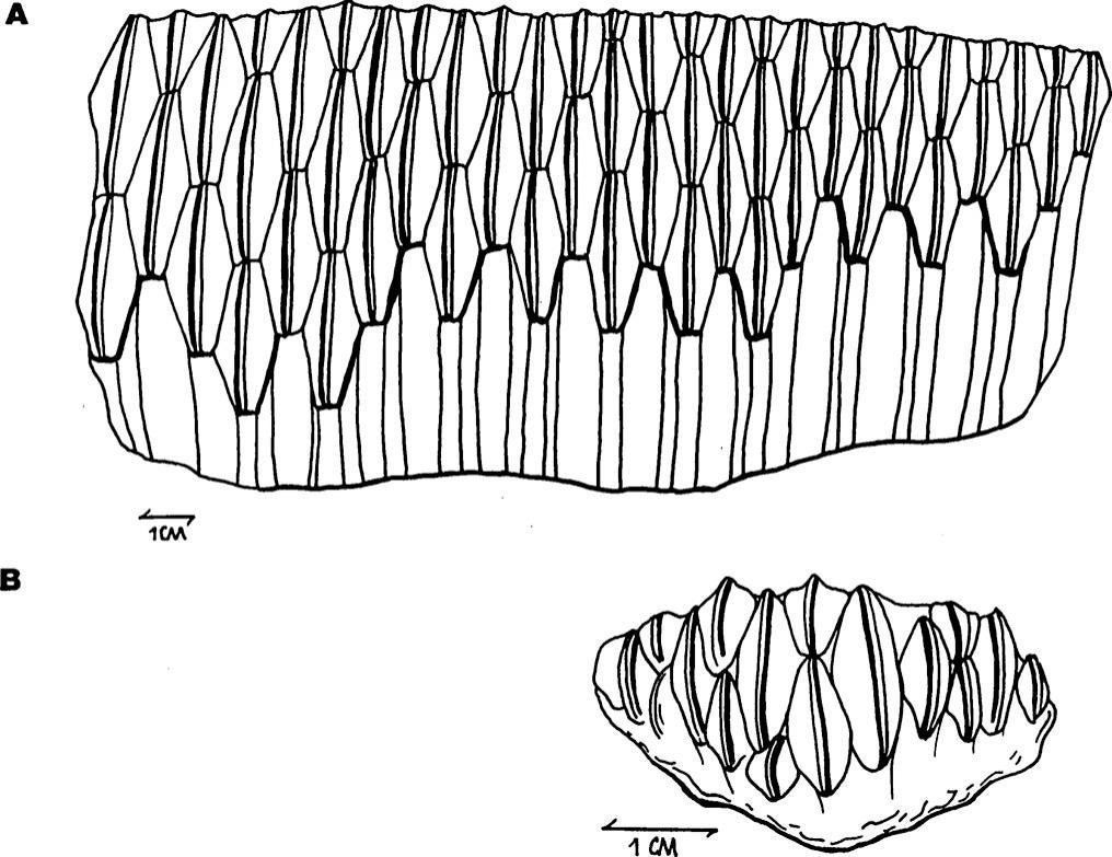 Medial views of lower dental batteries of hadrosaurs (anterior to right). A, Adult Edmontosaurus (AMNH FR 1811). B, Juvenile Maiasaura (YPM-PU 22400C).