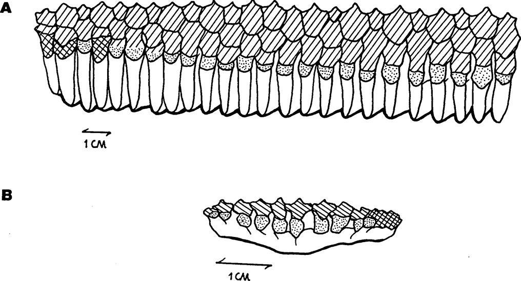 Occlusal views of lower dental batteries of hadrosaurs