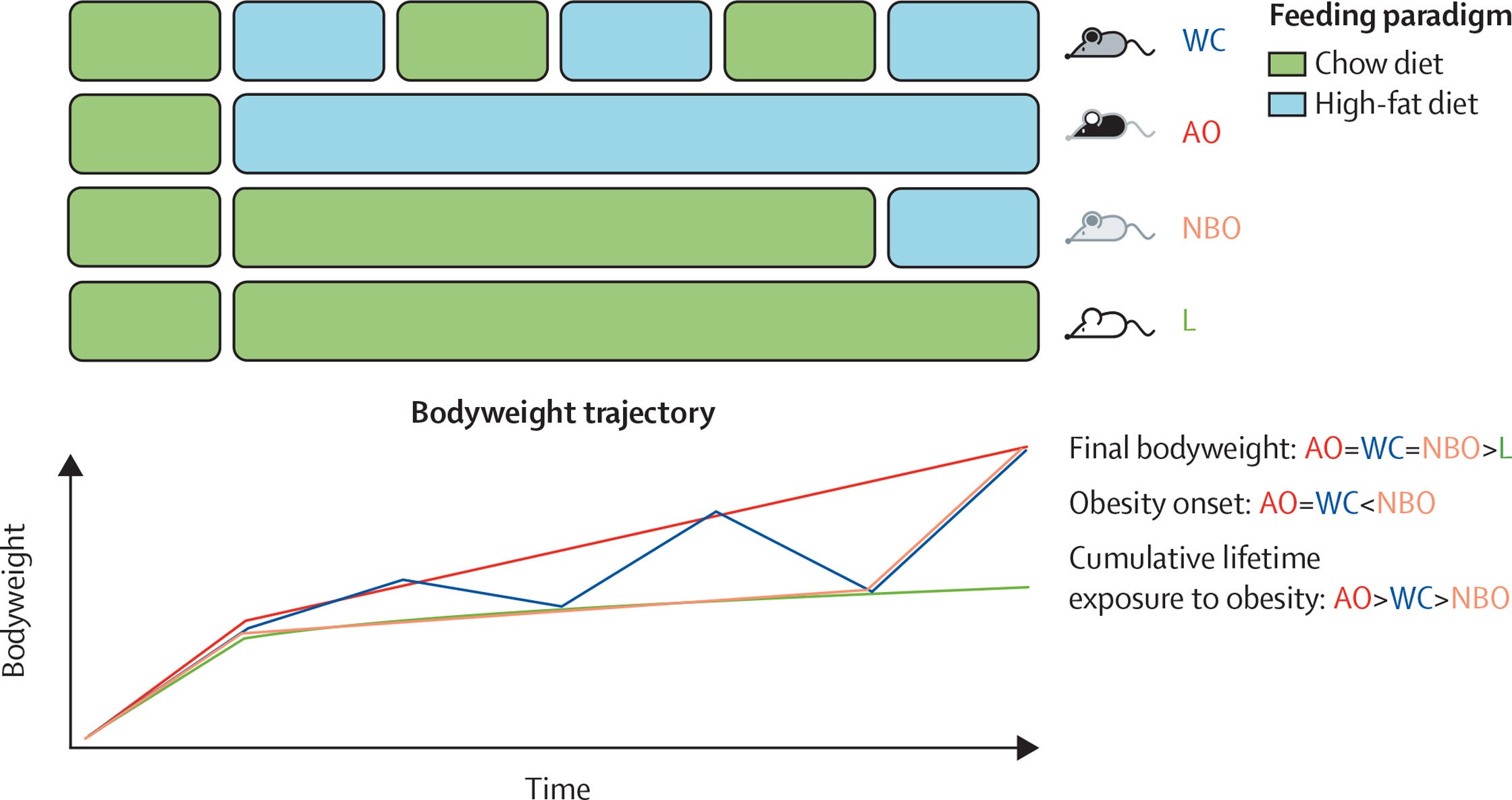 Design of weight cycling studies in animal models and comparator groups