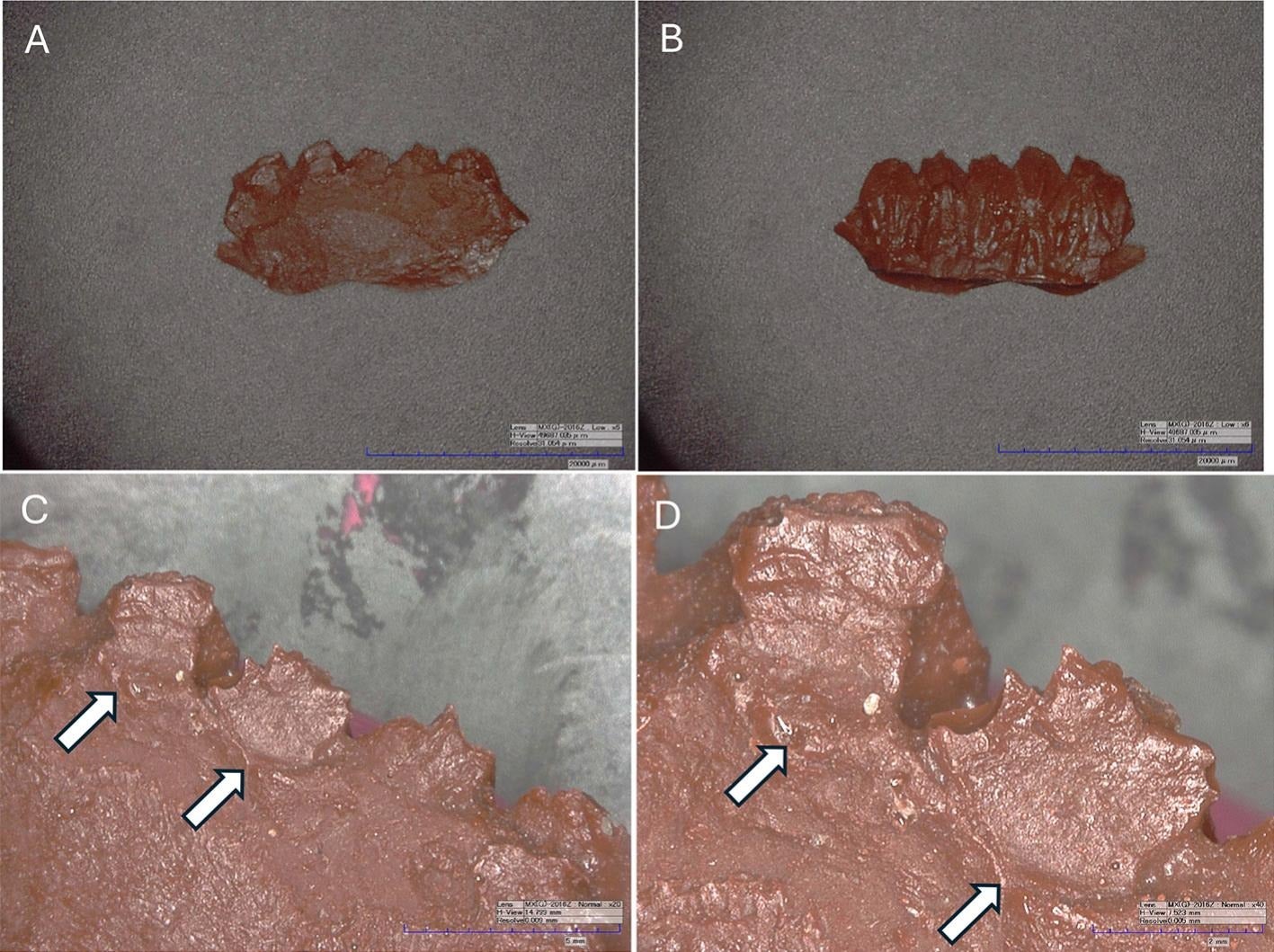 Cast of YPM-PU 22432 Maiasaura peeblesorum embryo/hatchling lower dental battery. 