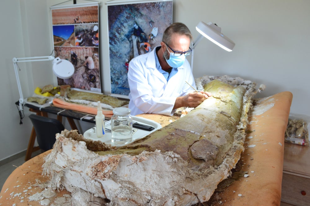 Elver Mayer prepares a femur fossil, approximately 1.5 meters long.