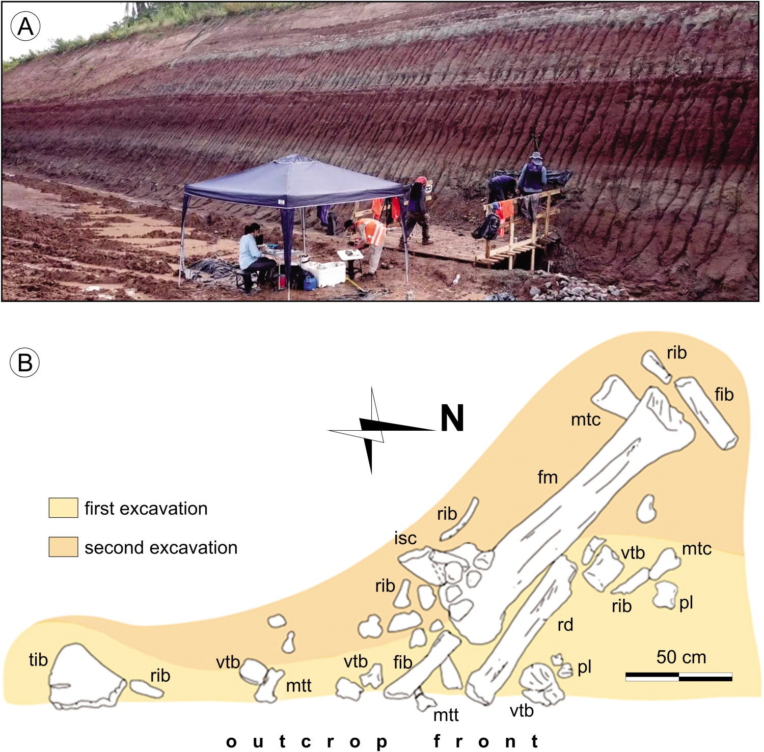 Outcrop view and spatial distribution of fossils in the site. A, Photograph of the front of the outcrop. B, Horizontal distribution of in situ fossils as they were discovered. Abbreviations: fib, fibula; fm, femur; isc, ischium; mtc, metacarpal; mtt, metatarsal; pl, phalanx; rd, radius; rib, rib; tib, tibia; vtb, vertebra.