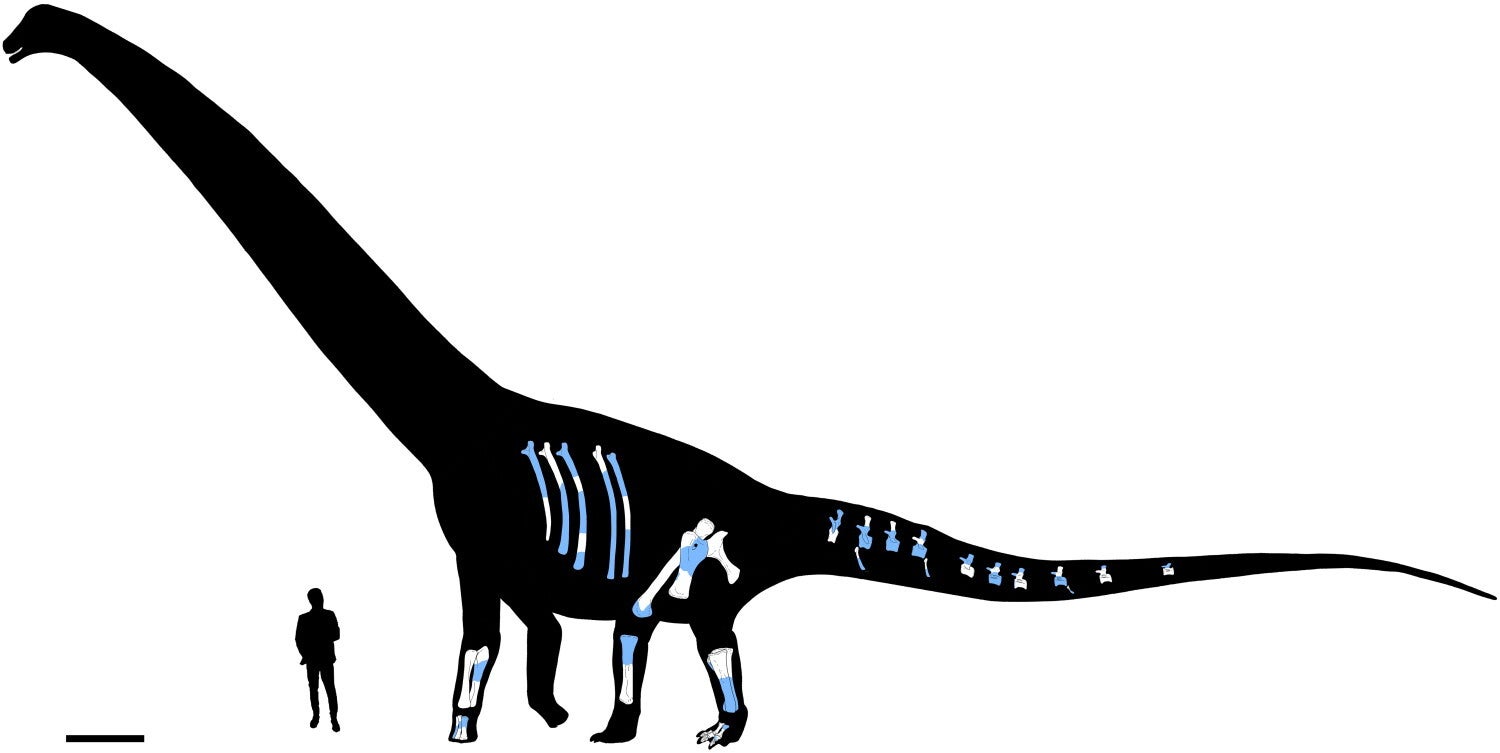 Dasosaurus tocantinensis gen. et sp. nov. (CPHNAM VT 1600) Diagrammatic reconstruction with scaled bone elements in anatomical position. Preserved bone portions in white and reconstructed parts in light blue. Human silhouette = 1.80 m.