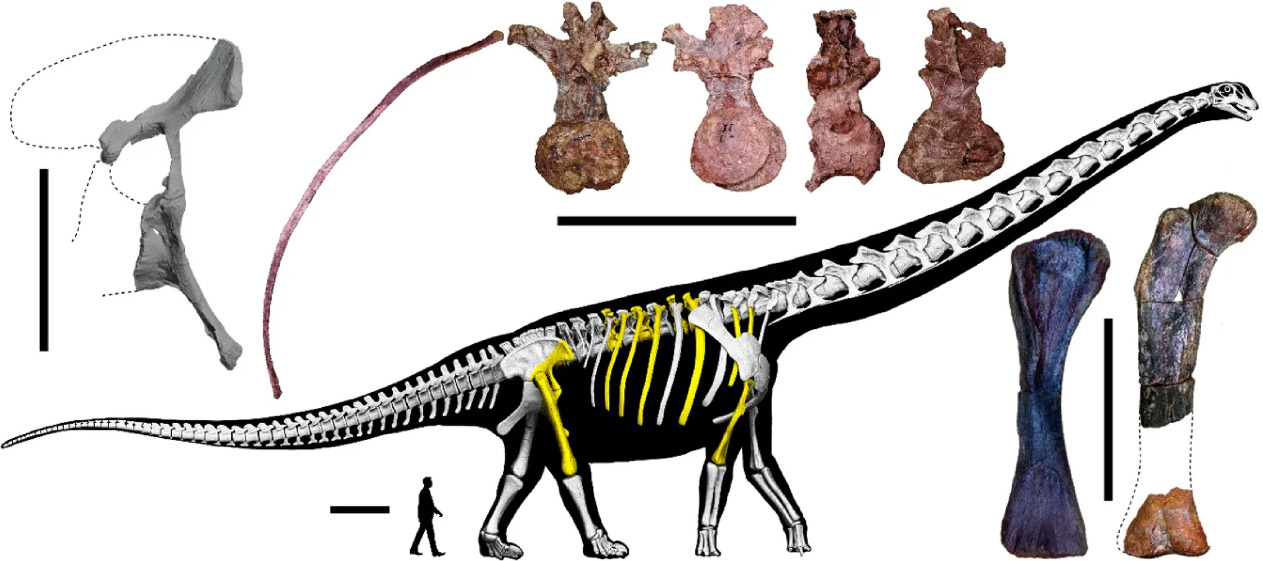Schematic representation of the skeleton of Nagatitan chaiyaphumensis gen. et sp. nov. Preserved bones are highlighted.