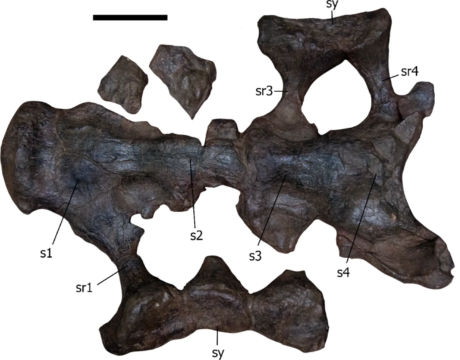 Photograph of sacrum of Nagatitan chaiyaphumensis gen. et sp. nov. (SM2025-1-550) in ventral view.