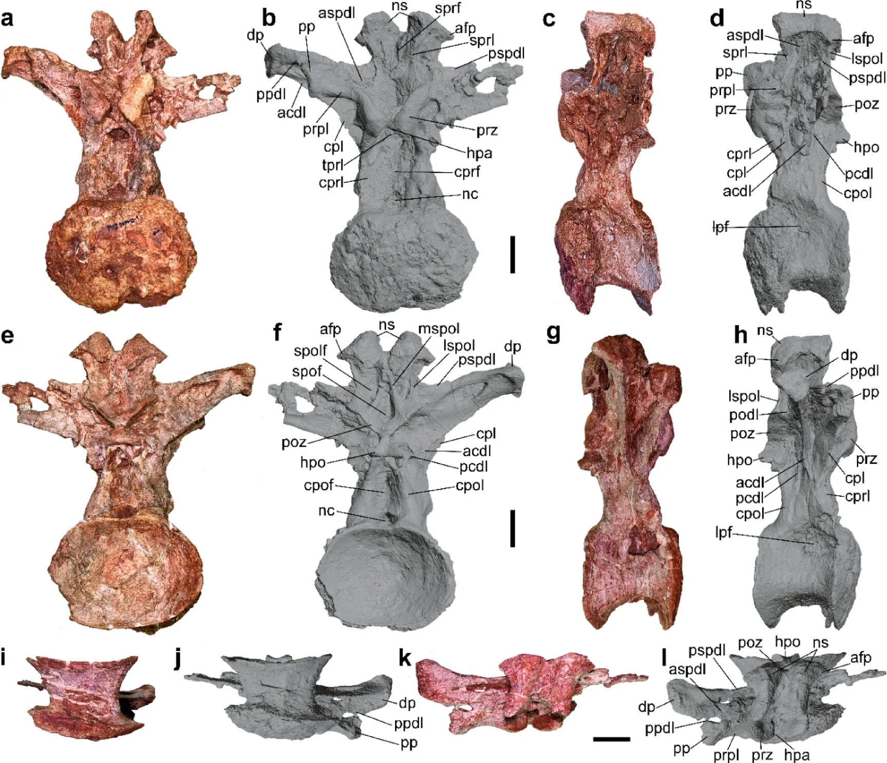 Photographs and 3D surface scan model images of the middle dorsal vertebra (SM2025-1-546) of Nagatitan chaiyaphumensis gen. et sp. nov. in (a, b) anterior, (c, d) left lateral, (e, f) posterior, (g, h) right lateral, (i, j) ventral and (k, l) dorsal views. 