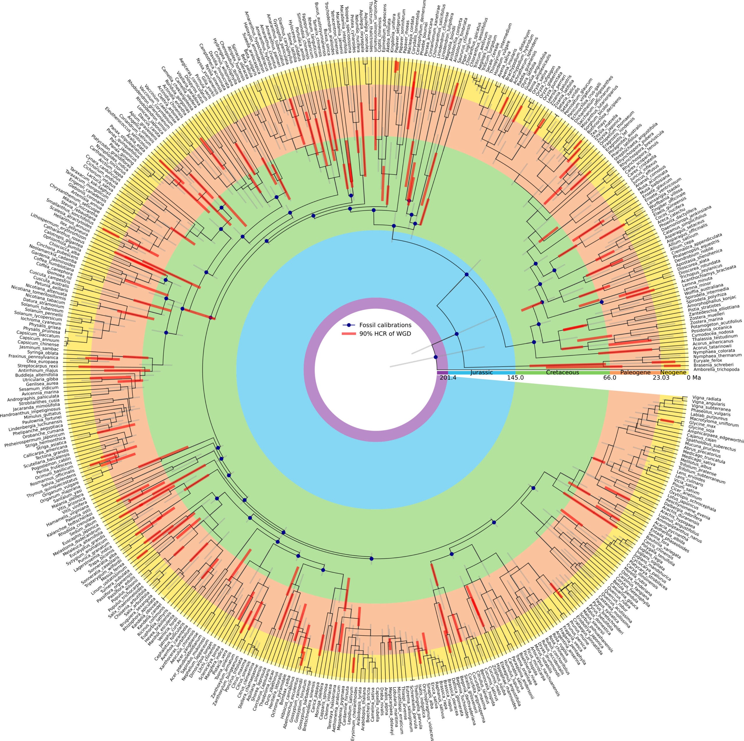 Reconstructed evolutionary time tree of 466 angiosperms