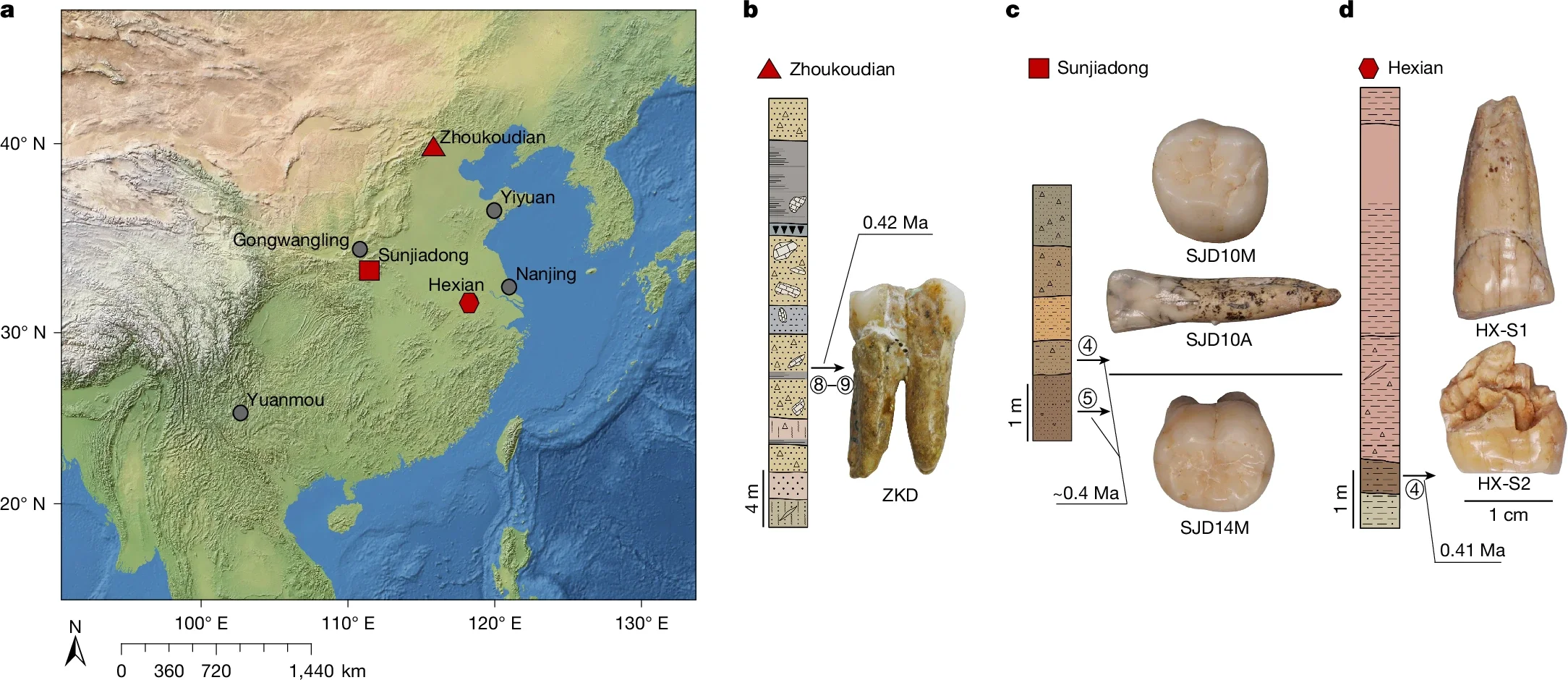 The geographic locations and samples of the Middle Pleistocene H. erectus sites used in this study.