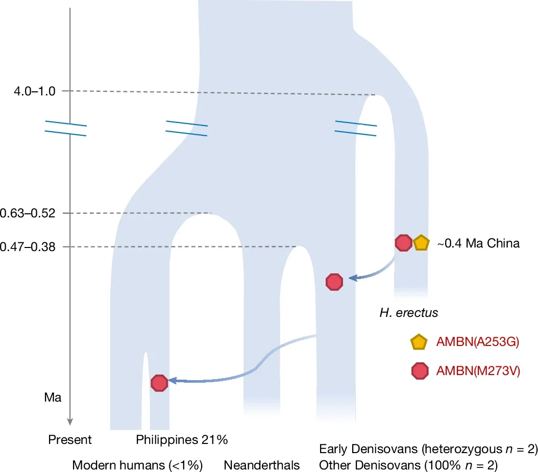 A possible model of gene flow related to AMBN(M273V) among H. erectus associated with the populations of Zhoukoudian, Hexian and Sunjiadong, Denisovans and modern humans.