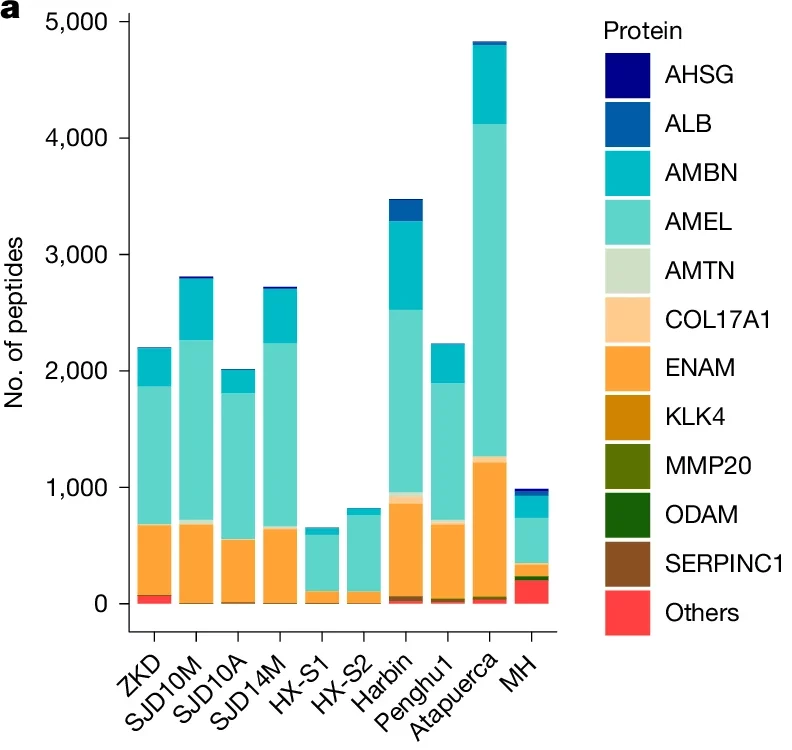 Ancient enamel protein preservation and sex identification of six Middle Pleistocene H. erectus specimens and the Harbin individual.