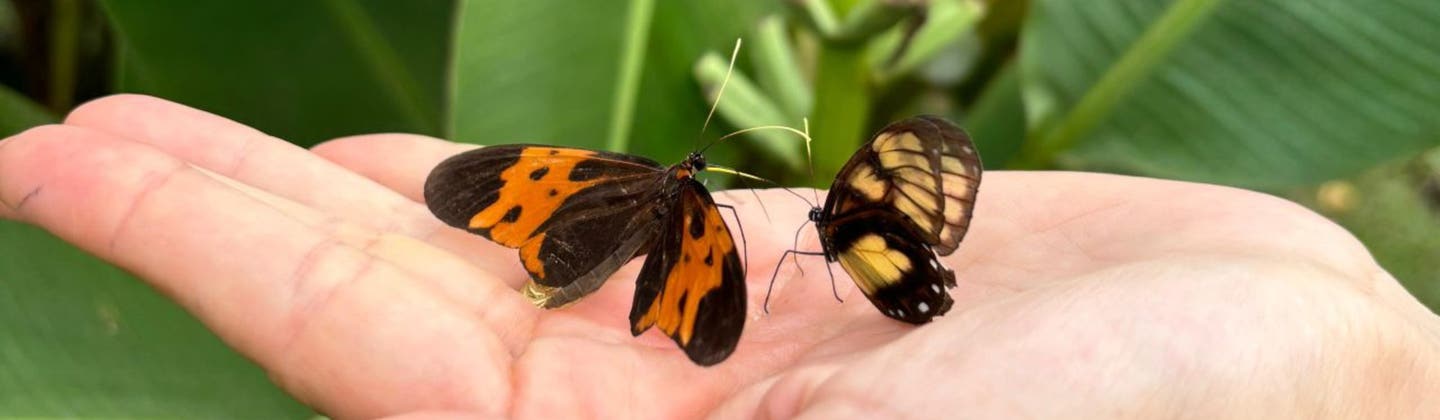 Study finds butterflies and moths reused the same wing-pattern genes for 120 million years, pointing to predictable evolution.
