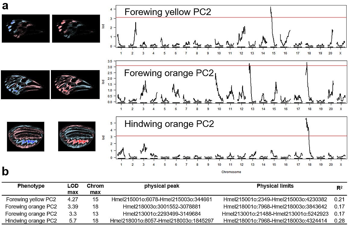 QTL mapping intervals for forewing and hindwing pattern variation in Heliconius pardalinus.