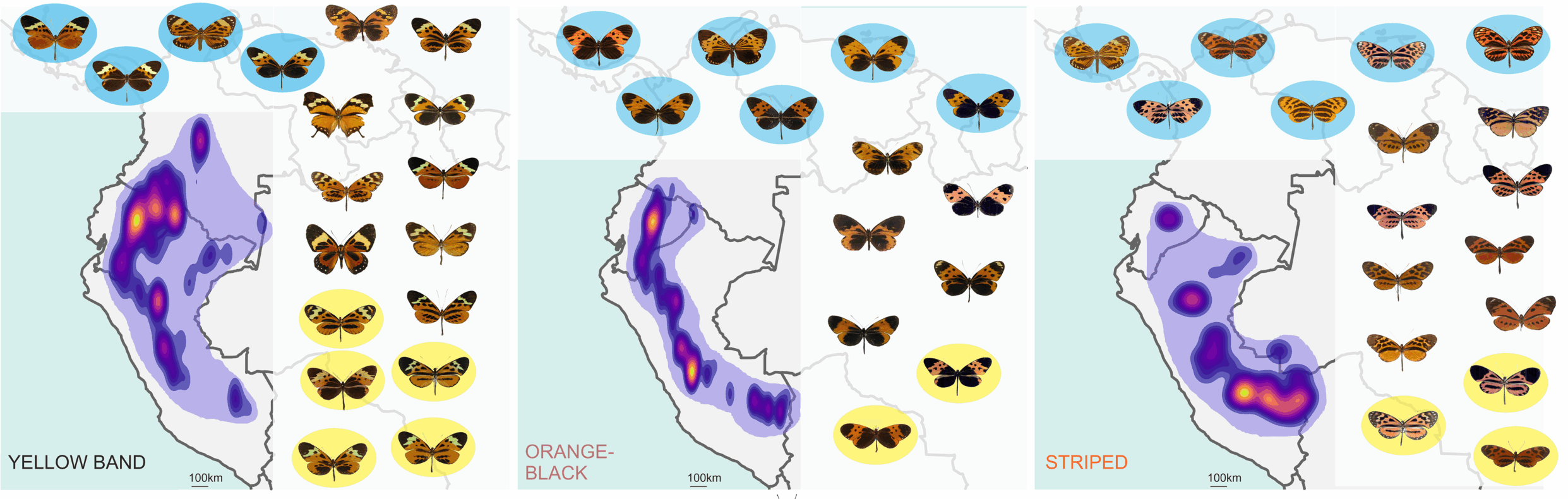 Geographic distributions of the three tiger sub-mimicry rings: yellow band, orange-black and striped, based on Doré and colleagues together with representative mimicry ring member taxa.