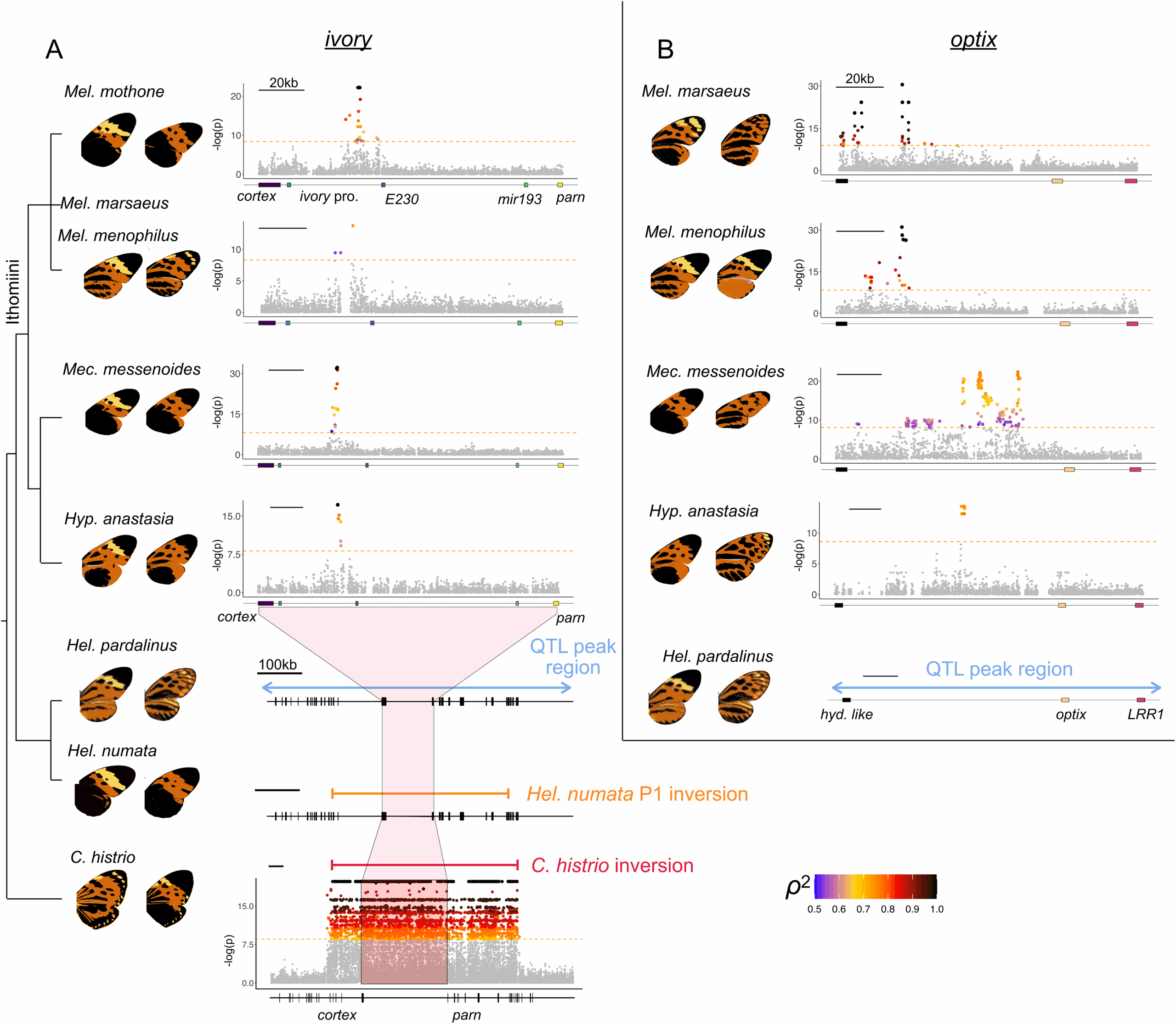 Ivory and optix control convergent phenotypes across multiple species. Zoomed Manhattan plots of genome-wide association for wing pattern variation involving (A) ivory and (B) optix. 