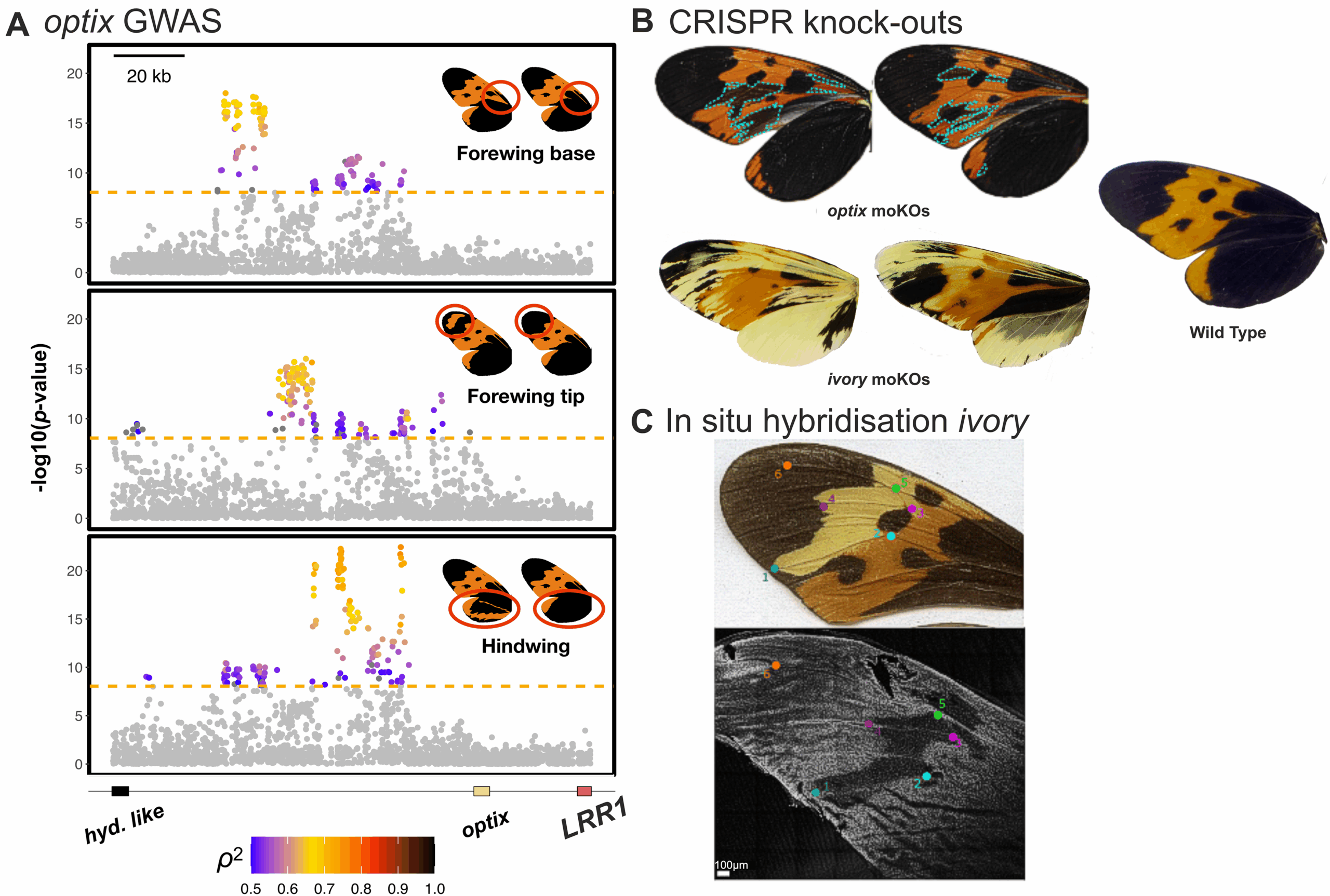 Detailed phenotypic and functional analysis in Mechanitis messenoides.