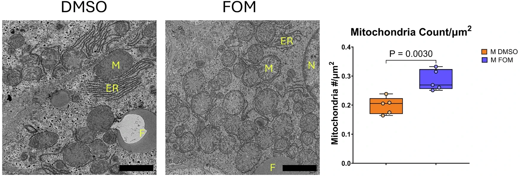 Formoterol treatment increases mitochondrial number.