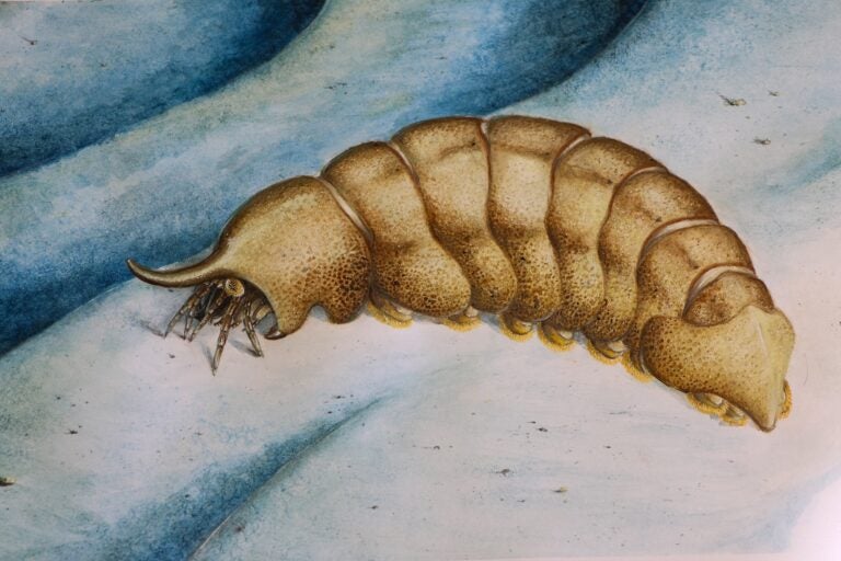 Thomas Turner’s illustration of the 500-million-old anthropod Magnicornaspis garwoodi.