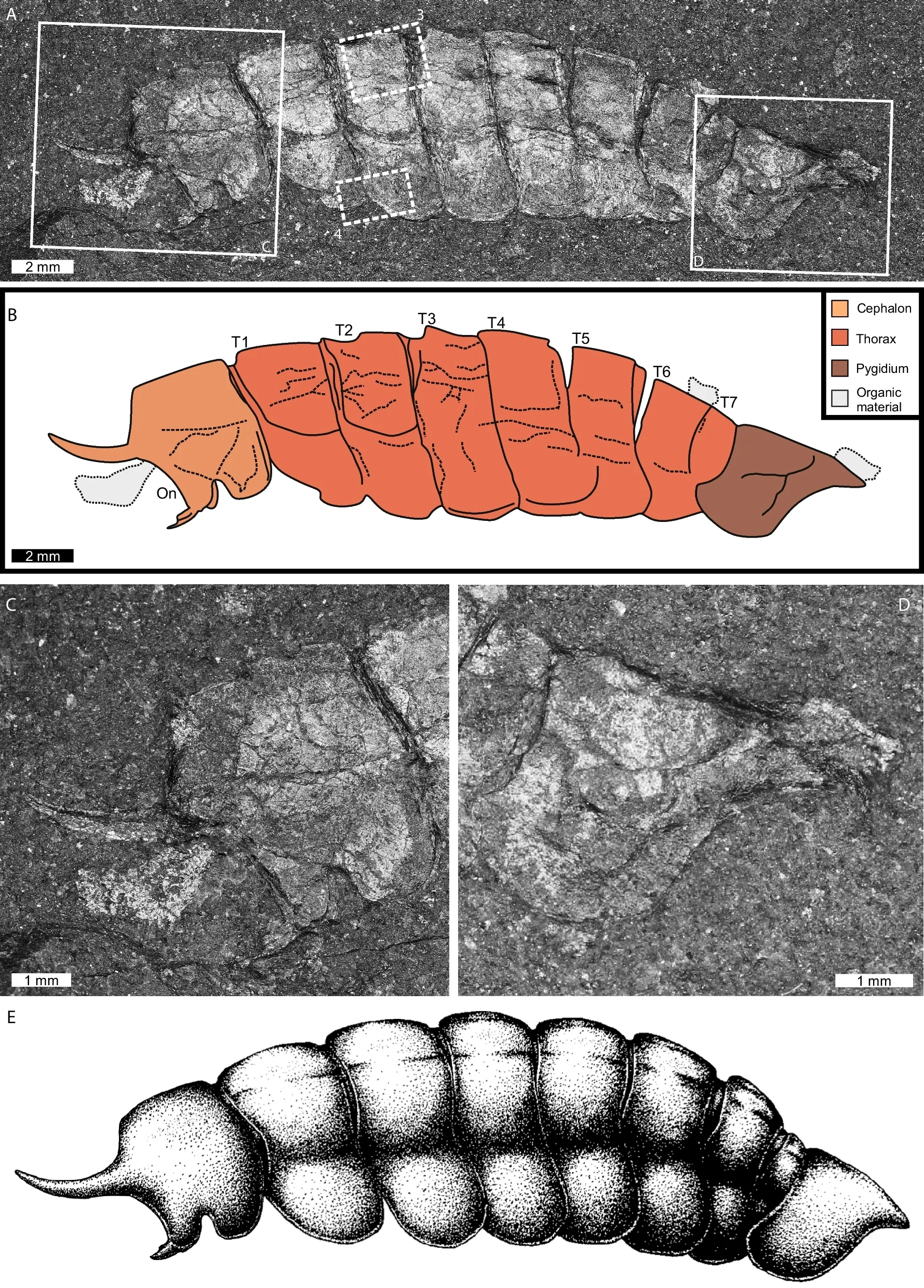 Depiction of Magnicornaspis garwoodi gen. et sp. nov. USNM PAL 801575.