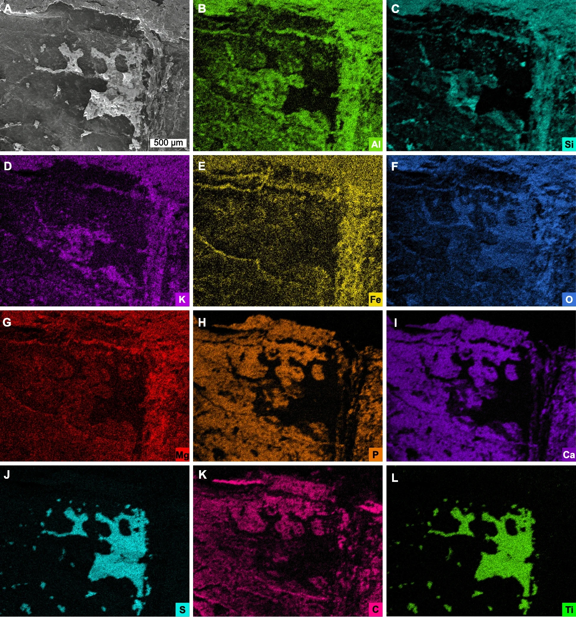 SEM backscatter image and EDS elemental maps of thoracic dorsum